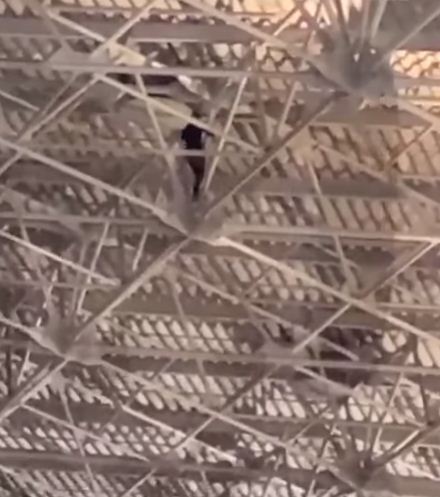 الراكب فى سقف المطار