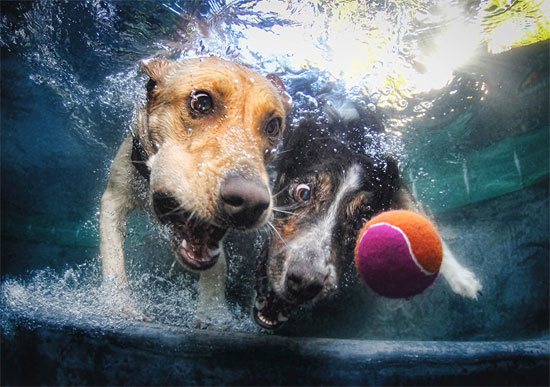1733341-مباراة-الكلاب-تحت-الماء