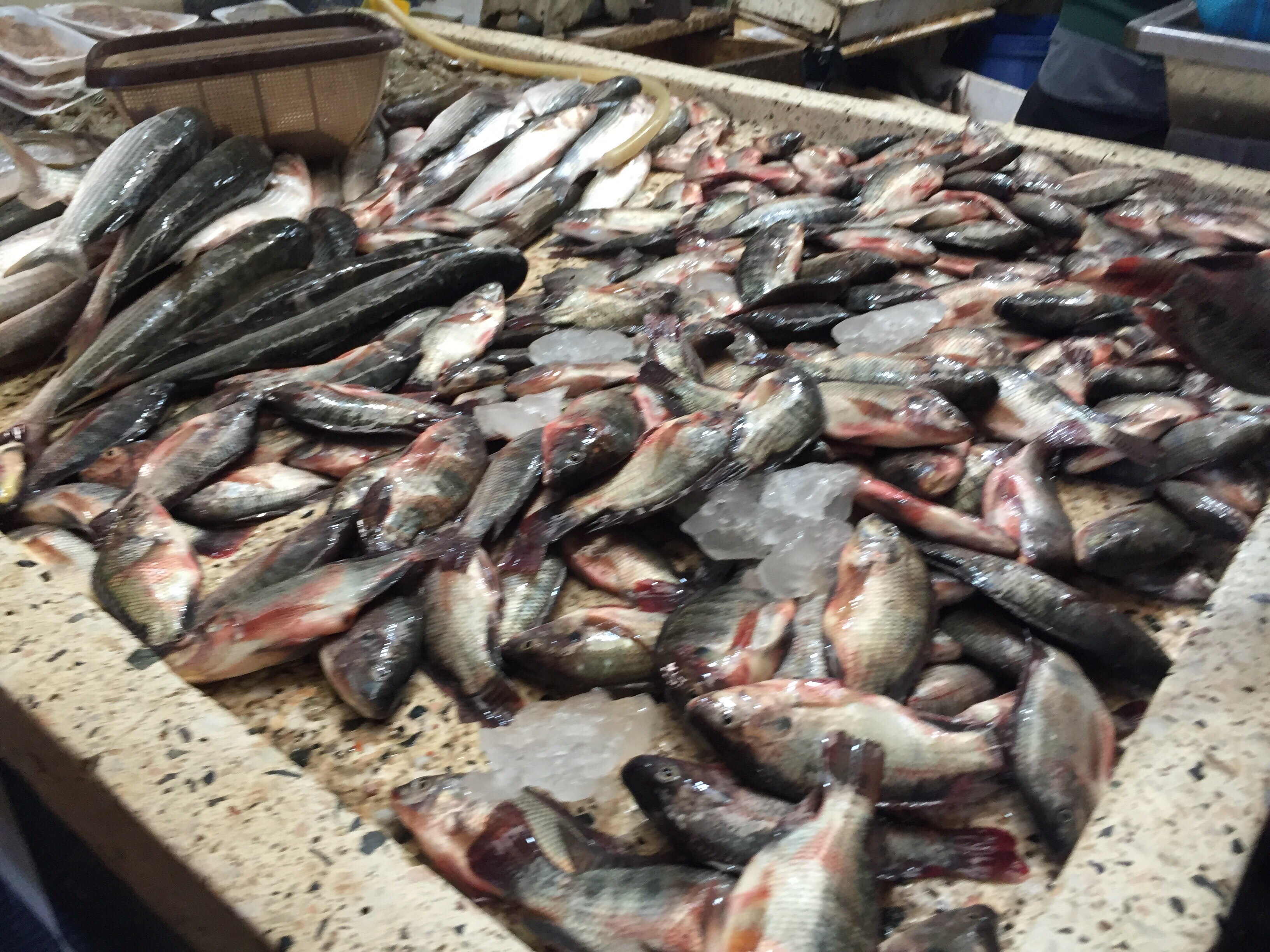  سوق الأسماك في الإسماعيلية (1)