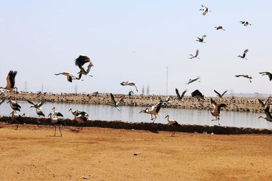 أسراب الطيور المهاجرة (1)