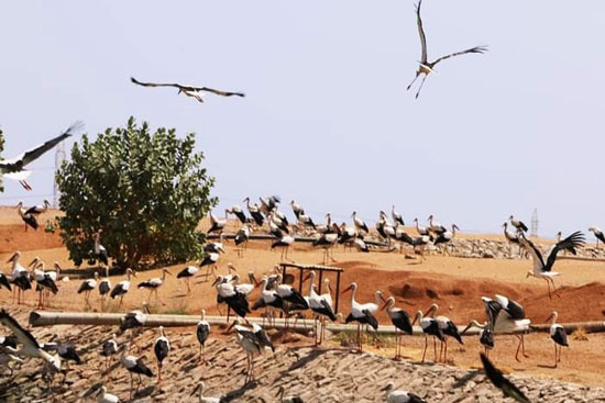 أسراب الطيور المهاجرة (2)