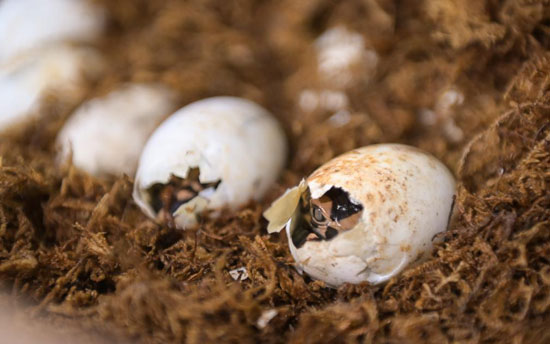تقوم صغار التماسيح الصينية بكسر قشور بيضاتها