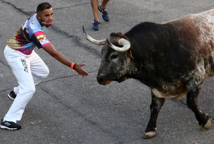 جرى الثيران فى الشوارع