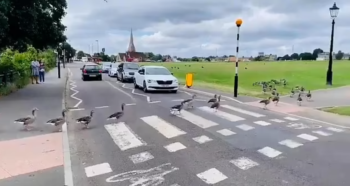 A flock of geese cross the road