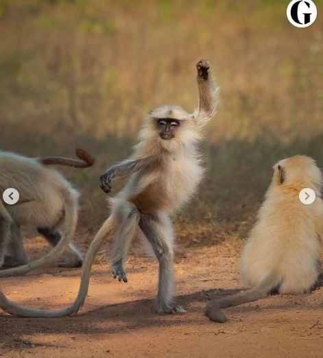 dancing monkey