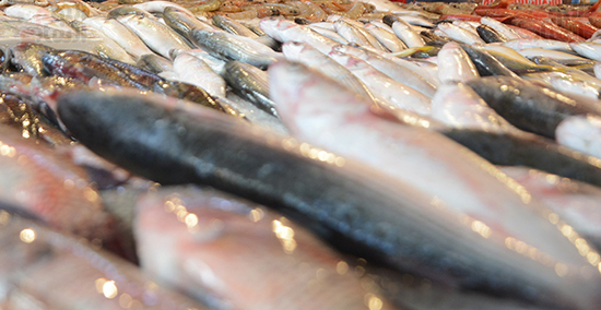 سوق الأسماك الحضارى ببورسعيد (16)