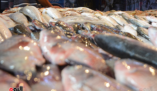 سوق الأسماك الحضارى ببورسعيد (11)