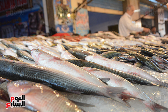 سوق الأسماك الحضارى ببورسعيد (10)
