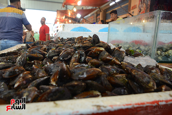 سوق الأسماك الحضارى ببورسعيد (2)