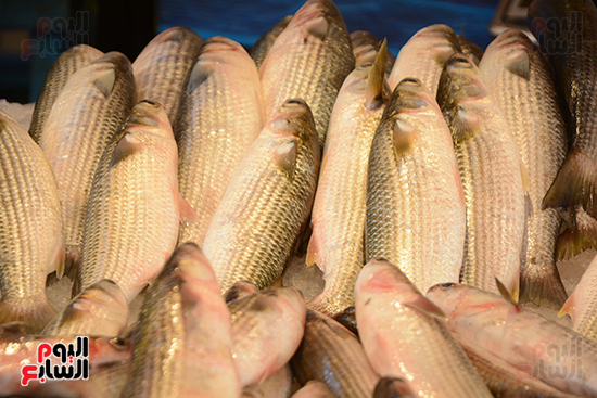 سوق الأسماك الحضارى ببورسعيد (13)