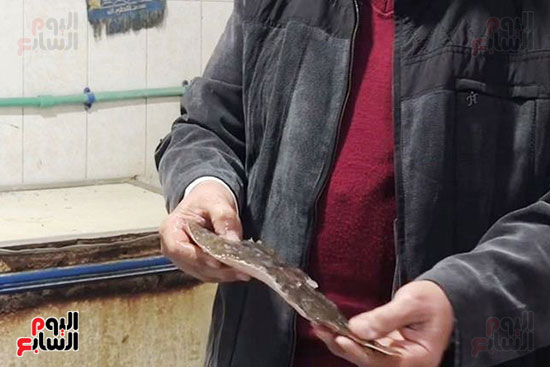 سمكة-موسى سمكة-موسى