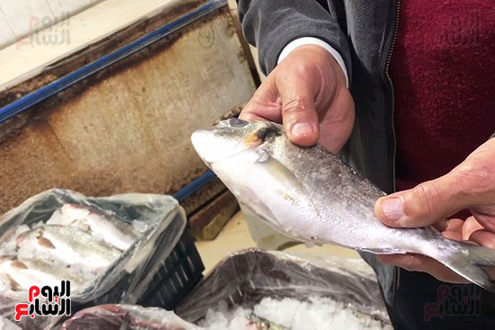 سمك-الدنيس-كنج-الاسماك سمك-الدنيس-كنج-الاسماك