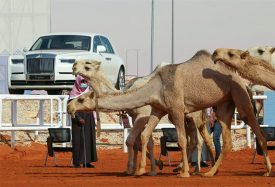 عرض الإبل خلال النسخة السادسة من مهرجان الملك عبد العزيز