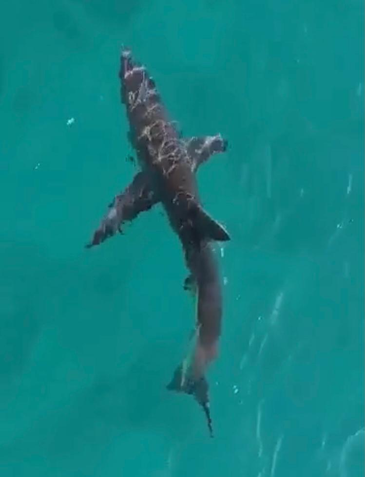 رصد القرش الماكو بسواطئ الشيرتون 