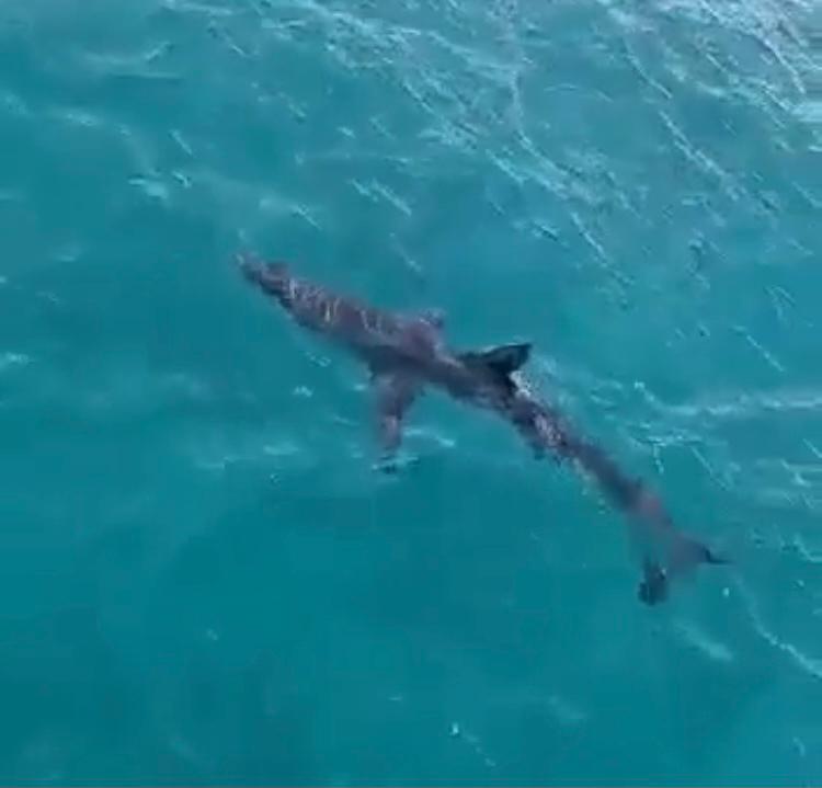 ظهور القرش مصاب 
