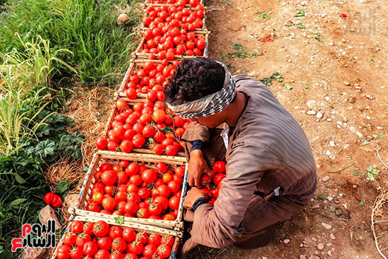 عمال-مزارع-الأقصر-يواصلون-مهمتهم-فى-حصاد-محصول-الطماطم--(9)