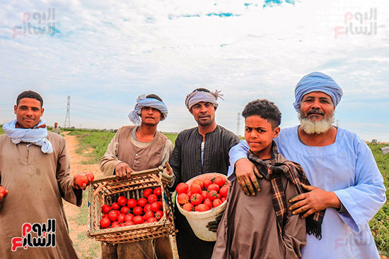 عمال-مزارع-الأقصر-يواصلون-مهمتهم-فى-حصاد-محصول-الطماطم--(3)