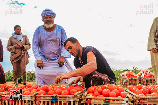 عمال-مزارع-الأقصر-يواصلون-مهمتهم-فى-حصاد-محصول-الطماطم--(2)