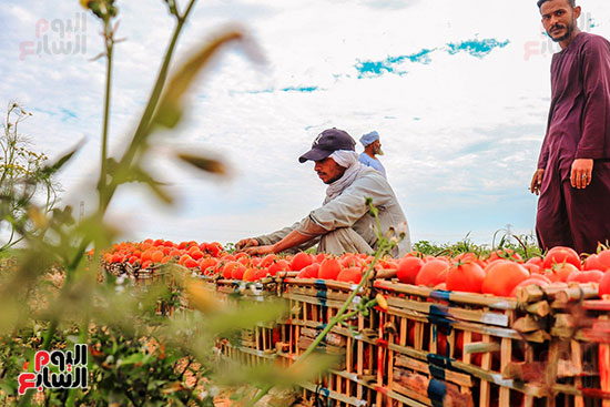 عمال-مزارع-الأقصر-يواصلون-مهمتهم-فى-حصاد-محصول-الطماطم--(1)