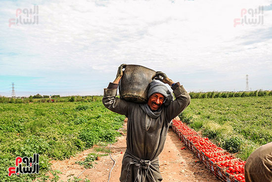 عمال-مزارع-الأقصر-يواصلون-مهمتهم-فى-حصاد-محصول-الطماطم--(8)