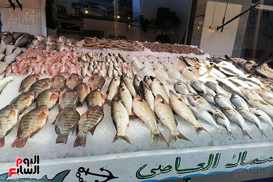جانب-من-الأسماك-في-بورسعيد