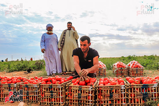 عمال-مزارع-الأقصر-يواصلون-مهمتهم-فى-حصاد-محصول-الطماطم--(12)