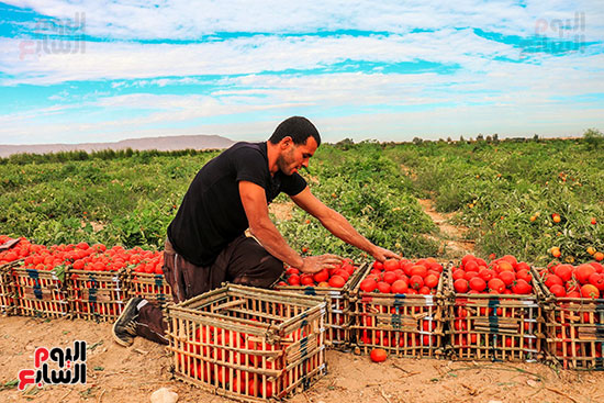 عمال-مزارع-الأقصر-يواصلون-مهمتهم-فى-حصاد-محصول-الطماطم--(10)
