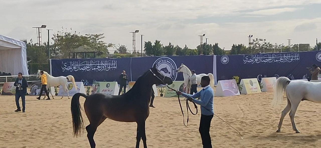 ملتقي الحصان العربي (7)