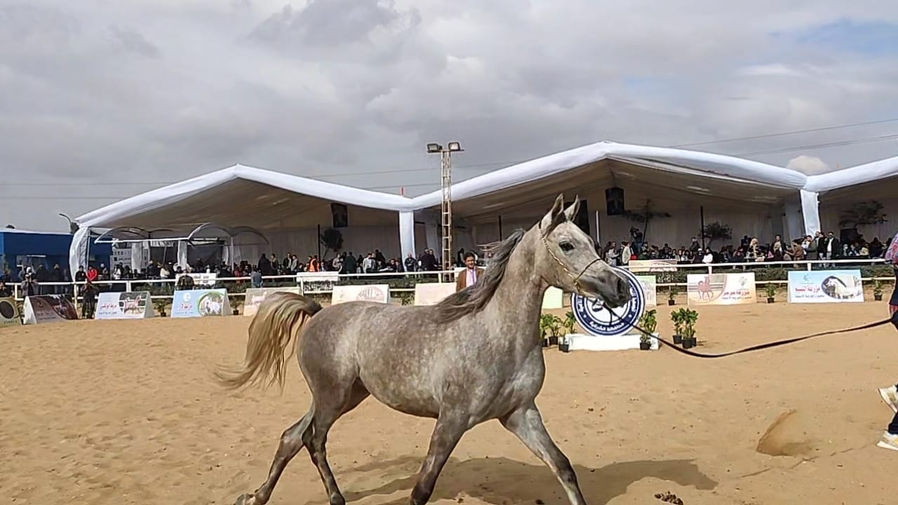 ملتقي الحصان العربي (8)