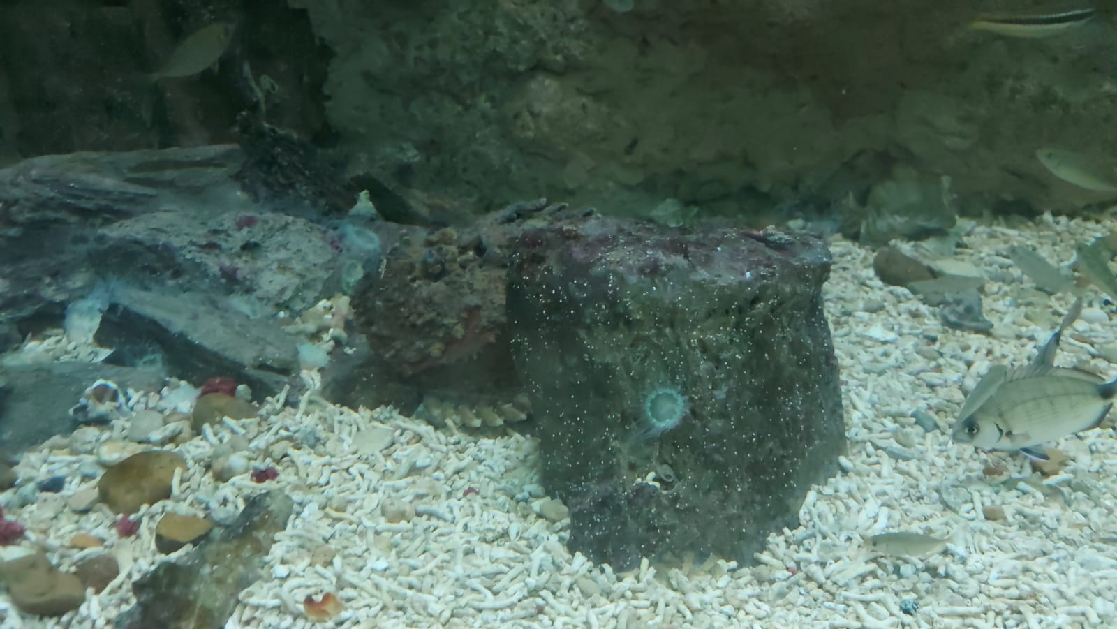  سمكة الصخرة السامة (8)