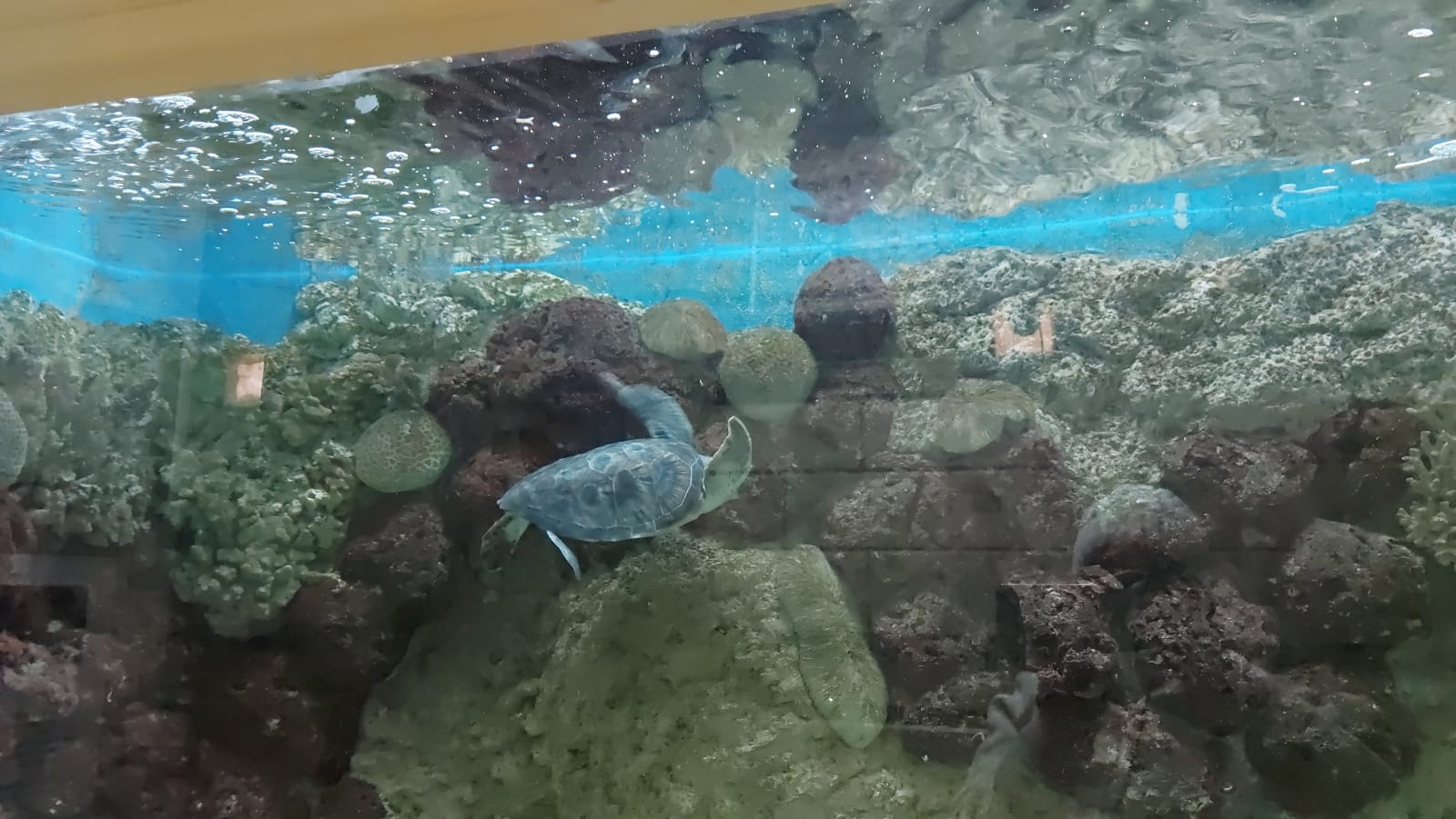 السلحفاة البحرية داخل متحف الأحياء المائية بالإسكندرية (6)