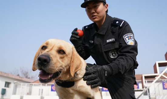 تدريب الكلاب فى الصين بأساليب علمية