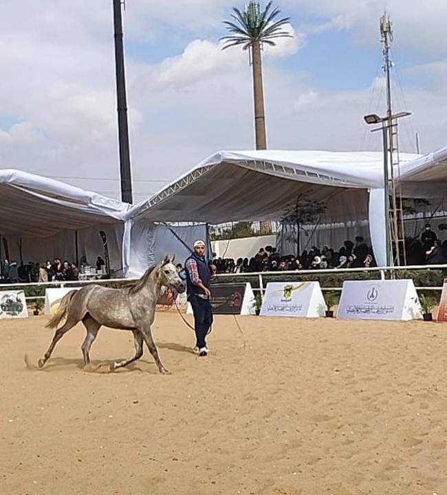 ملتقي الحصان العربي (4)