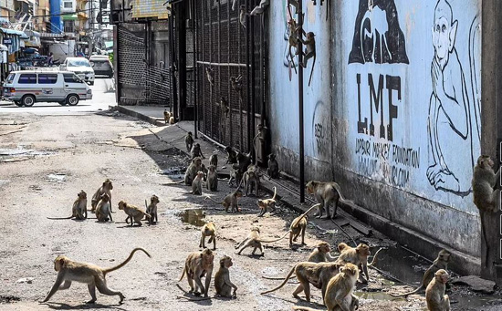 القرود البرية فى شوارع تايلاند