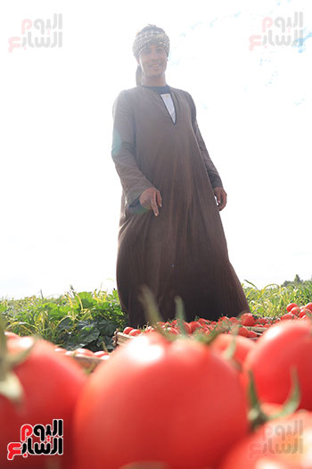 186894-فرحة-الحصاد-لمحصول-الطماطم-تغزو-مزارع-مدينة-إسنا-(10)