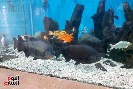 الكائنات البحرية بمتحف الأحياء المائية بالأنفوشى (8)