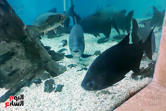 الكائنات البحرية بمتحف الأحياء المائية بالأنفوشى (9)