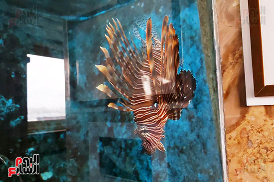 الكائنات البحرية بمتحف الأحياء المائية بالأنفوشى (1)