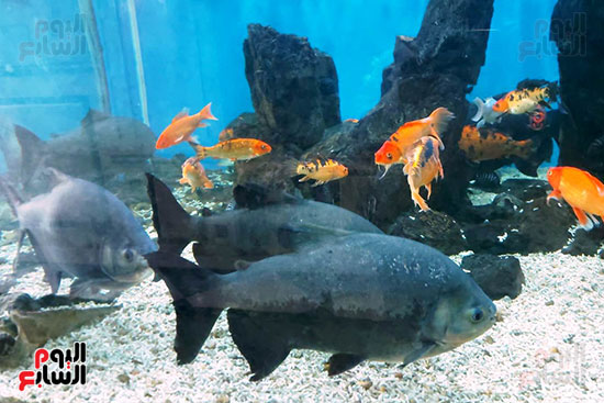 الكائنات البحرية بمتحف الأحياء المائية بالأنفوشى (3)