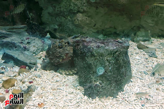 الكائنات البحرية بمتحف الأحياء المائية بالأنفوشى (6)