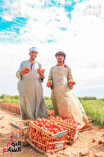510783-فرحة-الحصاد-لمحصول-الطماطم-تغزو-مزارع-مدينة-إسنا-(8)