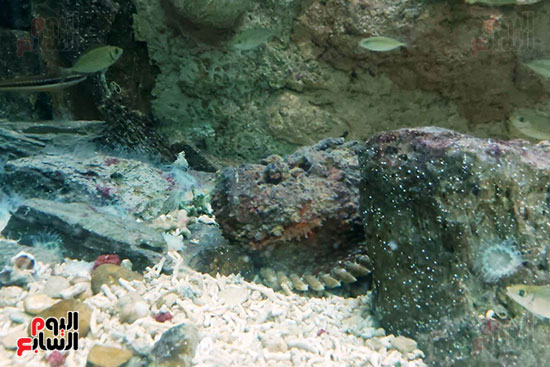 الكائنات البحرية بمتحف الأحياء المائية بالأنفوشى (12)