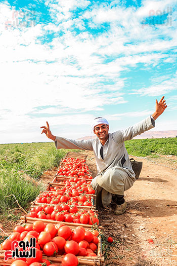 615608-فرحة-الحصاد-لمحصول-الطماطم-تغزو-مزارع-مدينة-إسنا-(6)