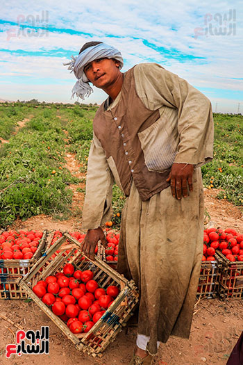 643291-فرحة-الحصاد-لمحصول-الطماطم-تغزو-مزارع-مدينة-إسنا-(12)