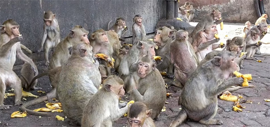 عصابات القرود فى شوارع تايلاند