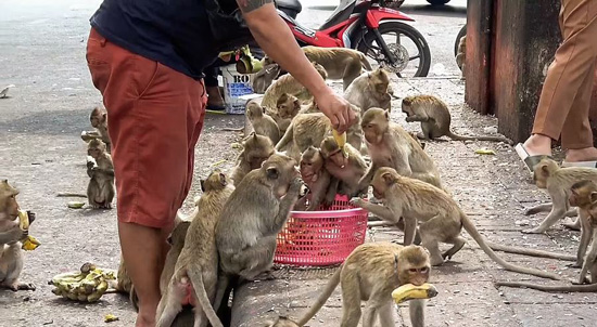 القرود تطارد المواطنين