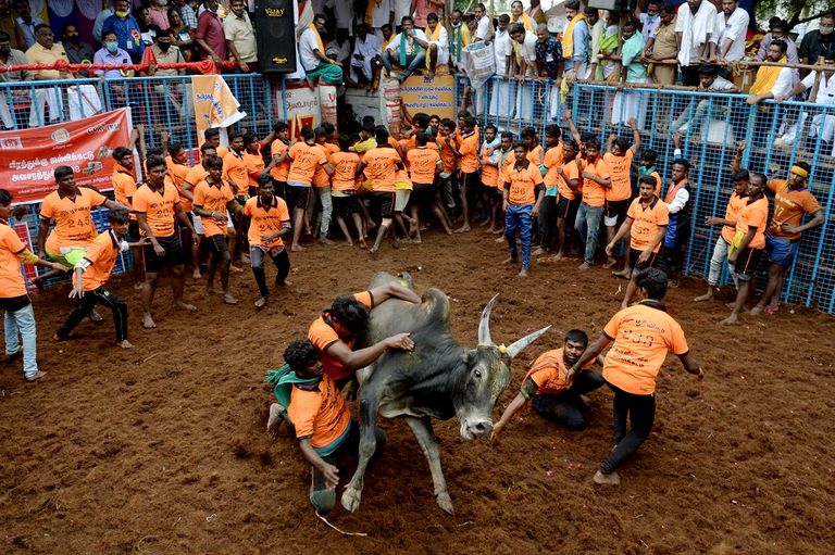 مهرجان الثيران في الهند