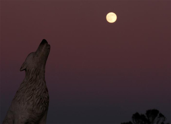 البدر  يرتفع فوق تمثال الذئب في هونستانتون ببريطانيا