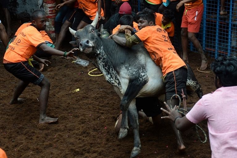 مهرجان الثيران في الهند في ظل كورونا