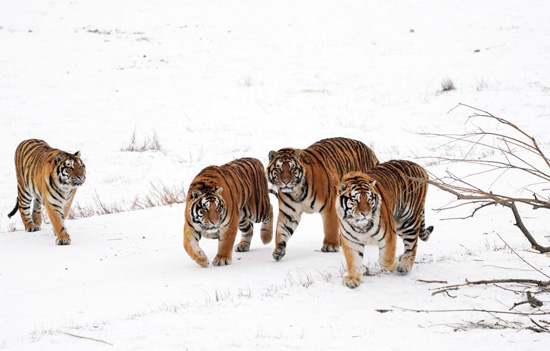 النمور السيبيرية على الجليد الصينى